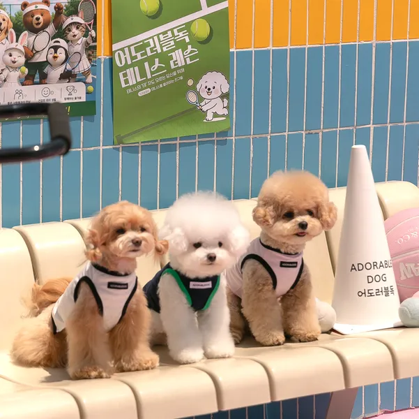 어도러블독 커버 이미지